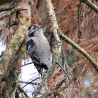 Dzięciołek - Dryobates minor - Lesser Spotted Woodpecker