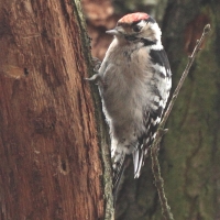 Dzięciołek - Dryobates minor - Lesser Spotted Woodpecker