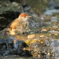 Kapturka - Sylvia atricapilla - Eurasian Blackcap
