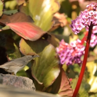 Kapturka - Sylvia atricapilla - Eurasian Blackcap