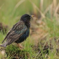 Szpak - Sturnus vulgaris - Common Starling