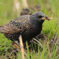 Szpak - Sturnus vulgaris - Common Starling