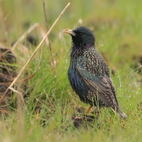 Szpak - Sturnus vulgaris - Common Starling