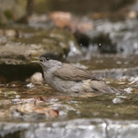 Kapturka - Sylvia atricapilla - Eurasian Blackcap