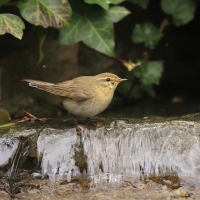 Pierwiosnek - Phylloscopus collybita - Common Chiffchaff