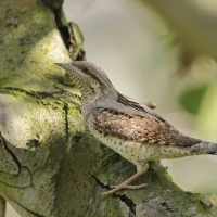Krętogłów - Jynx torquilla - Eurasian Wryneck