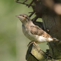 Krętogłów - Jynx torquilla - Eurasian Wryneck