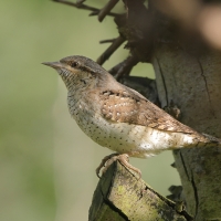 Krętogłów - Jynx torquilla - Eurasian Wryneck
