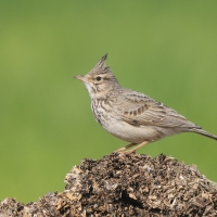 Dzierlatka - Galerida cristata - Crested Lark