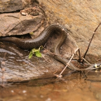 Zaskroniec - Natrix natrix - Grass snake