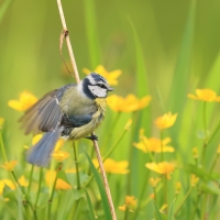 Dzierlatka - Galerida cristata - Crested Lark