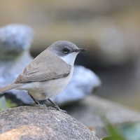 Piegża - Sylvia curruca - Lesser Whitethroat