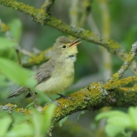 Zaganiacz - Hippolais icterina - Icterine Warbler