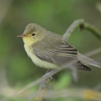 Zaganiacz - Hippolais icterina - Icterine Warbler