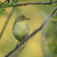 Zaganiacz - Hippolais icterina - Icterine Warbler