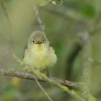 Zaganiacz - Hippolais icterina - Icterine Warbler