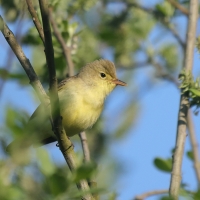 Zaganiacz - Hippolais icterina - Icterine Warbler