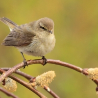 Pierwiosnek - Phylloscopus collybita - Common Chiffchaff