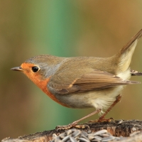 Rudzik - Erithacus rubecula - European Robin