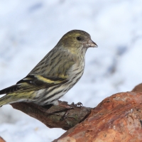 Czyż - Spinus spinus - Eurasian Siski