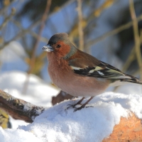 Zięba - Fringilla coelebs - Common Chaffinch