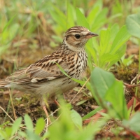 Lerka - Lullula arborea - Wood Lark