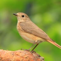 Pleszka - Phoenicurus phoenicurus - Common Redstart
