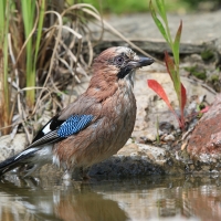 Sójka - Garrulus glandarius - Eurasian Jay