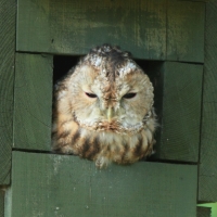 Puszczyk - Strix aluco - Tawny Owl