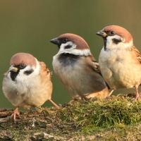 Mazurek - Passer montanus - Eurasian Tree Sparrow