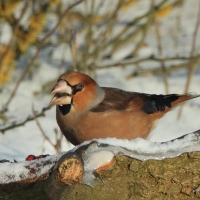 Grubodziób - Coccothraustes coccothraustes - Hawfinch