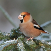 Grubodziób - Coccothraustes coccothraustes - Hawfinch