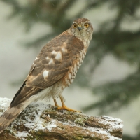 Krogulec - Accipiter nisus - Eurasian Sparrowhawk
