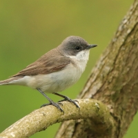 Piegża - Sylvia curruca - Lesser Whitethroat