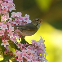 Piecuszek - Phylloscopus trochilus - Willow Warbler