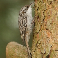 Pełzacz ogrodowy - Certhia brachydactyla - Short-toed Treecreeper