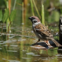 Mazurek - Passer montanus - Eurasian Tree Sparrow
