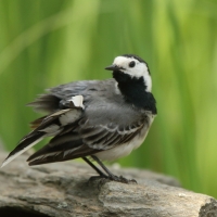 Pliszka siwa - Motacilla alba - White Wagtail
