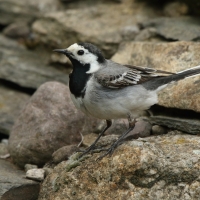 Pliszka siwa - Motacilla alba - White Wagtail