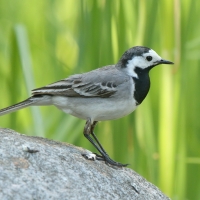 Pliszka siwa - Motacilla alba - White Wagtail