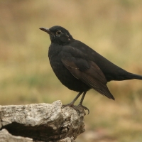 Kos - Turdus merula - Common Blackbird