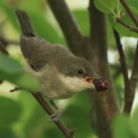 Piegża - Sylvia curruca - Lesser Whitethroat