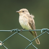 Muchołówka szara - Muscicapa striata - Spotted Flycatcher