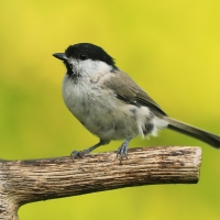 Sikora uboga - Poecile palustris - Marsh Tit