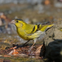 Czyż - Spinus spinus - Eurasian Siski