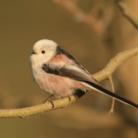 Raniuszek - Aegithalos caudatus - Long-tailed Tit