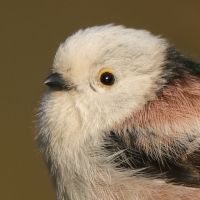 Raniuszek - Aegithalos caudatus - Long-tailed Tit