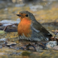 Rudzik - Erithacus rubecula - European Robin