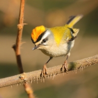 Zniczek - Regulus ignicapilla - Firecrest