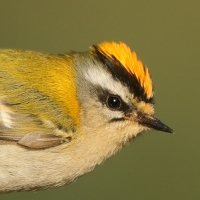 Zniczek - Regulus ignicapilla - Firecrest